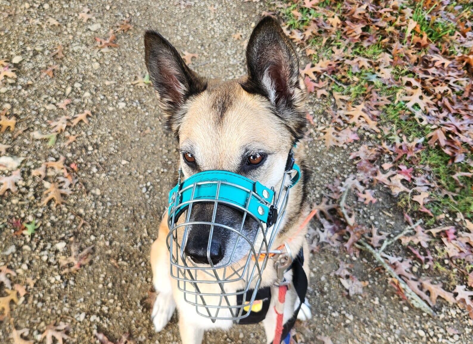 balades canines Morbihan,balade canine Morbihan,promenades canines Morbihan,promenade canine Morbihan,Balade pour chien Morbihan,Dogwalker Morbihan,balades canines Belz et alentours,promenade canine Belz et alentours,promenade canine Belz,balade canine Belz,promenade pour chien,promenades pour chien,promenade pour chien Morbihan,promenades pour chien Morbihan