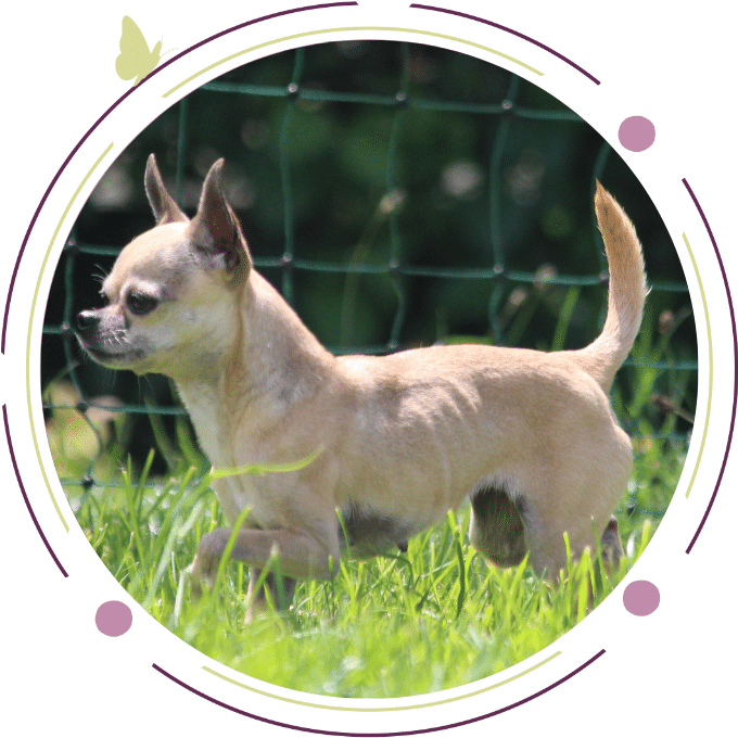 photo chien minie