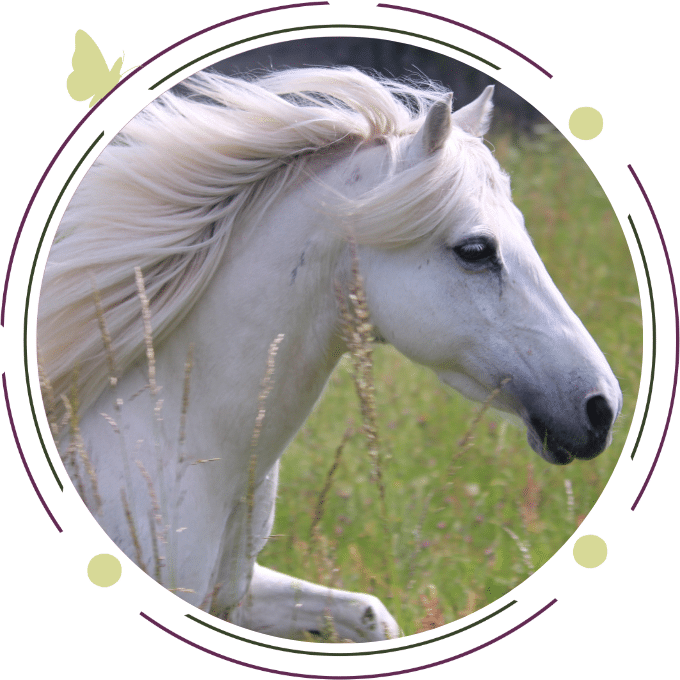 photo poney 3