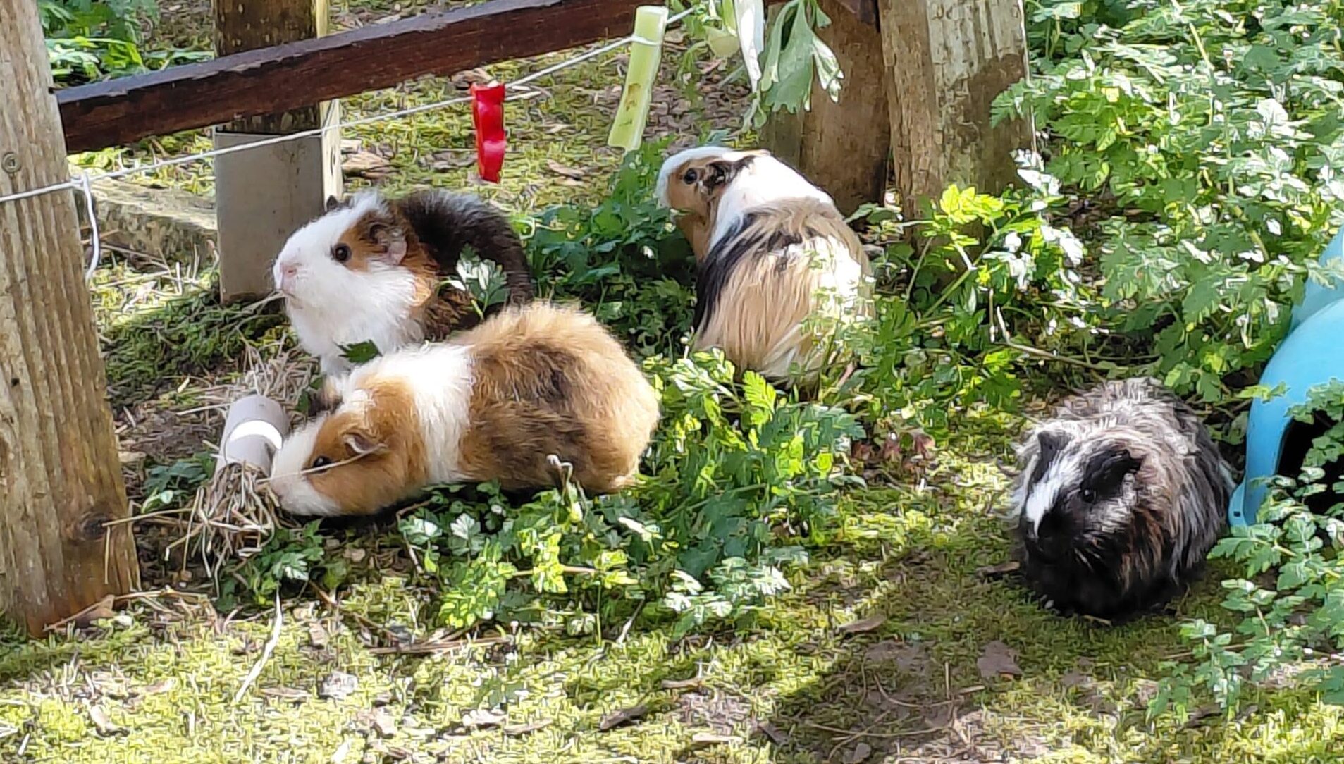 Tarifs comportement et éducation