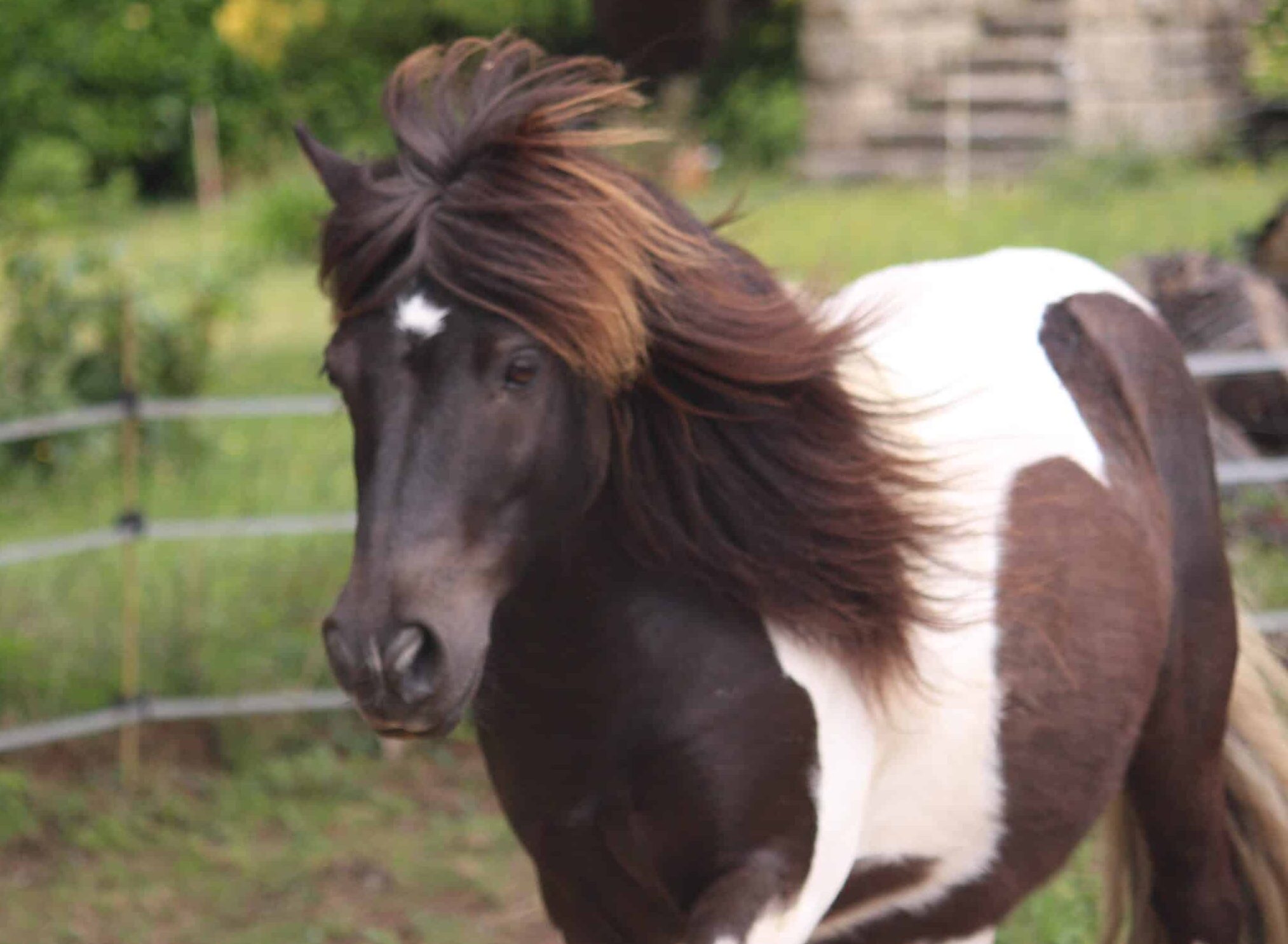 Travail à pied – Cheval